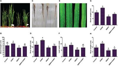 Gamma-aminobutyric acid treatment promotes resistance against Sogatella furcifera in rice